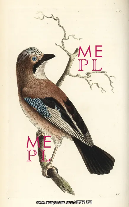 : Eurasian jay, Garrulus glandarius : Eurasian jay, Garrulus glandarius