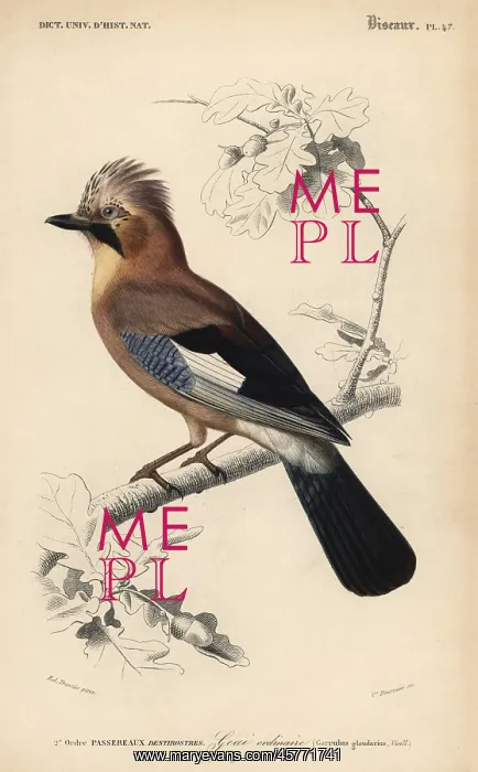 : Eurasian jay, Garrulus glandarius : Eurasian jay, Garrulus glandarius