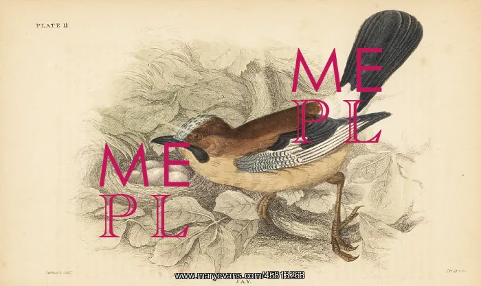 : Eurasian jay, Garrulus glandarius, with nest and eggs : Eurasian jay, Garrulus glandarius, with nest and eggs