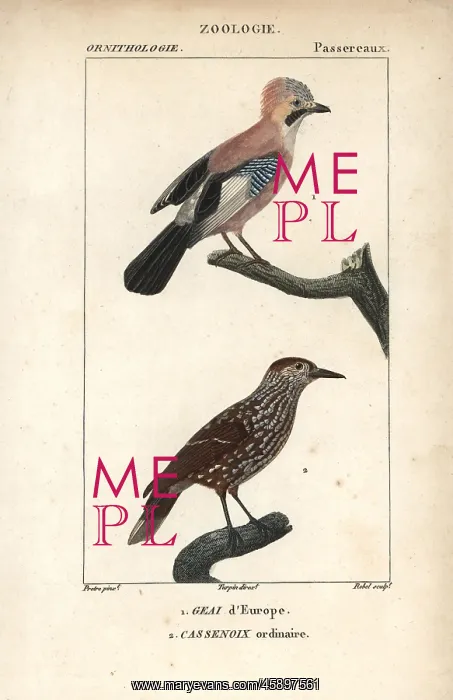: Eurasian jay, Garrulus glandarius, and spotted : Eurasian jay, Garrulus glandarius, and spotted