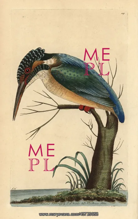 : Eurasian kingfisher, Alcedo atthis : Eurasian kingfisher, Alcedo atthis