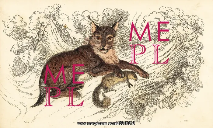 : Eurasian lynx, Lynx lynx : Eurasian lynx, Lynx lynx