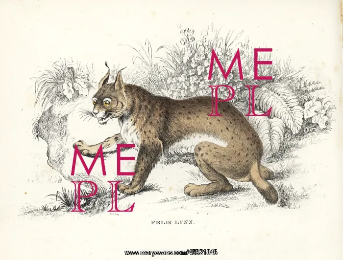 : Eurasian lynx, Lynx lynx : Eurasian lynx, Lynx lynx