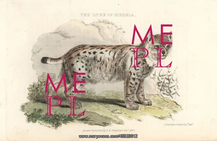 : Eurasian lynx, Lynx lynx : Eurasian lynx, Lynx lynx
