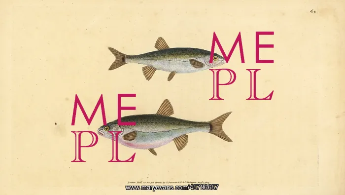: Eurasian minnow, Phoxinus phoxinus : Eurasian minnow, Phoxinus phoxinus