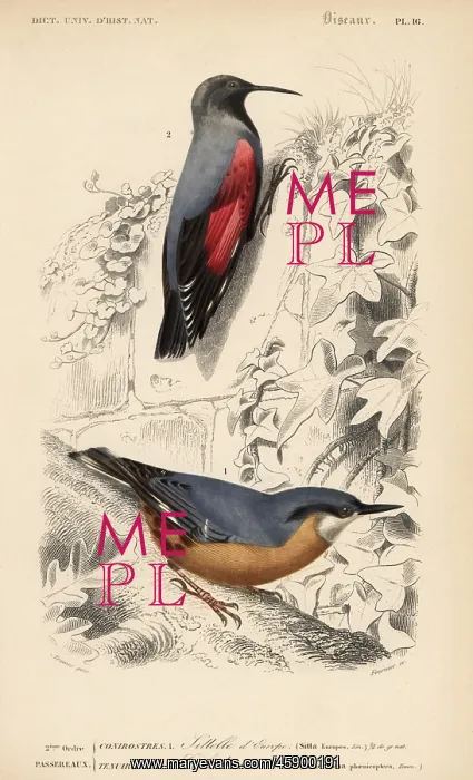 : Eurasian nuthatch, Sitta europaea, and wallcreeper : Eurasian nuthatch, Sitta europaea, and wallcreeper