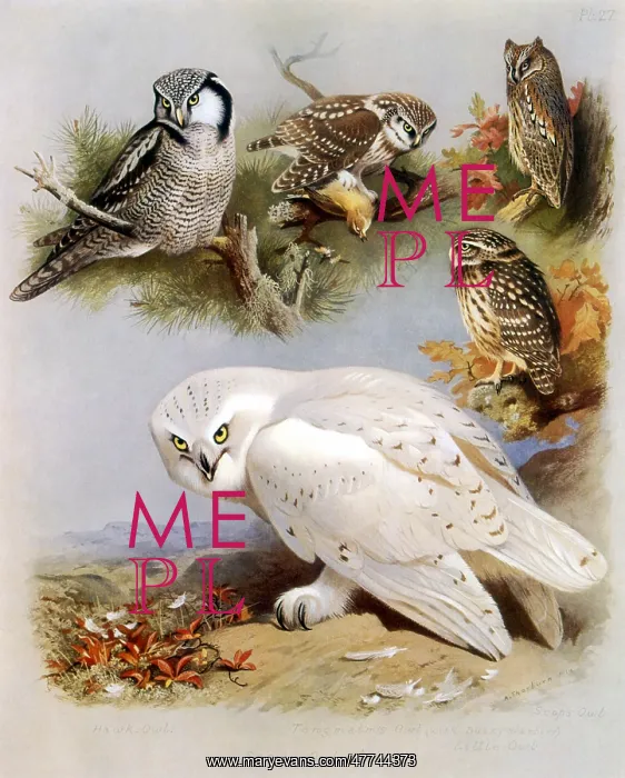  : Eurasian Owls