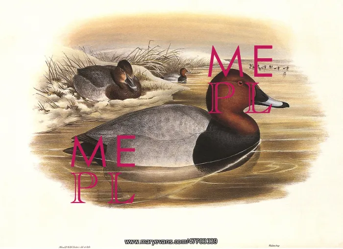  : Eurasian Pochard