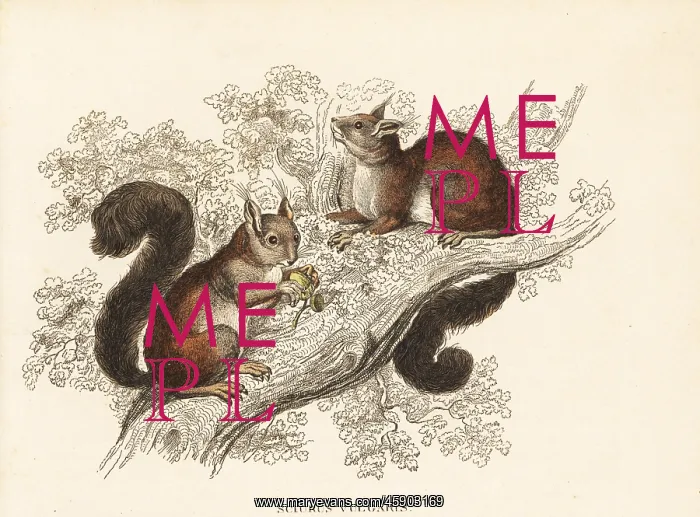 : Eurasian red squirrel, Sciurus vulgaris : Eurasian red squirrel, Sciurus vulgaris