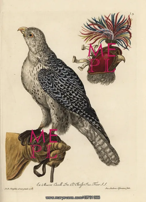 : Eurasian sparrowhawk, Accipiter nisus : Eurasian sparrowhawk, Accipiter nisus