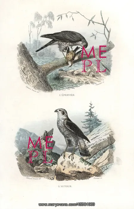 : Eurasian sparrowhawk and northern goshawk : Eurasian sparrowhawk and northern goshawk