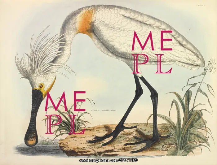 : Eurasian Spoonbill : Eurasian Spoonbill