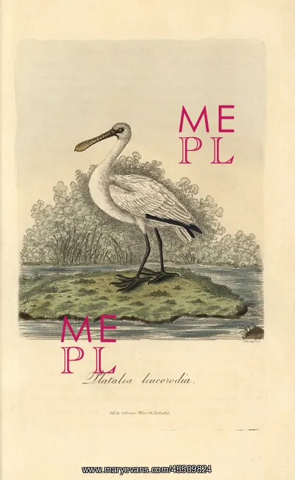 : Eurasian spoonbill, Platalea leucorodia : Eurasian spoonbill, Platalea leucorodia