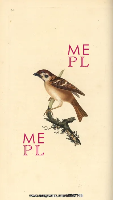: Eurasian tree sparrow, Passer montanus : Eurasian tree sparrow, Passer montanus