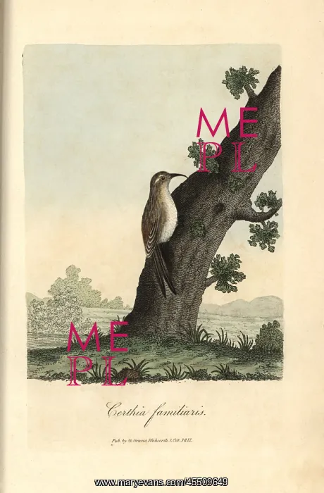 : Eurasian treecreeper, Certhia familiaris : Eurasian treecreeper, Certhia familiaris