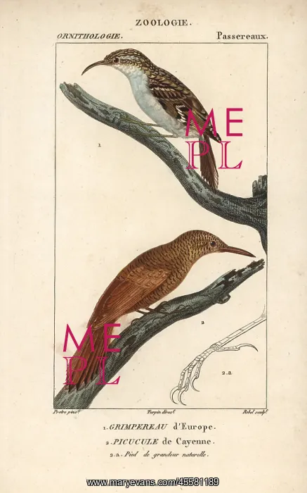 : Eurasian treecreeper, Certhia familiaris, and : Eurasian treecreeper, Certhia familiaris, and