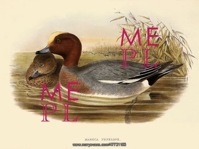 : Eurasian Widgeon, Anas penelope, Mareca penelope : Eurasian Widgeon, Anas penelope, Mareca penelope