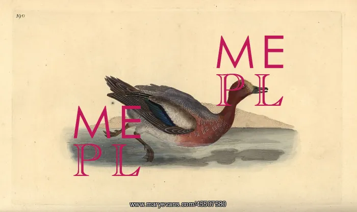 : Eurasian wigeon, Anas penelope : Eurasian wigeon, Anas penelope