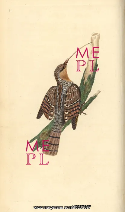 : Eurasian wryneck, Jynx torquilla : Eurasian wryneck, Jynx torquilla