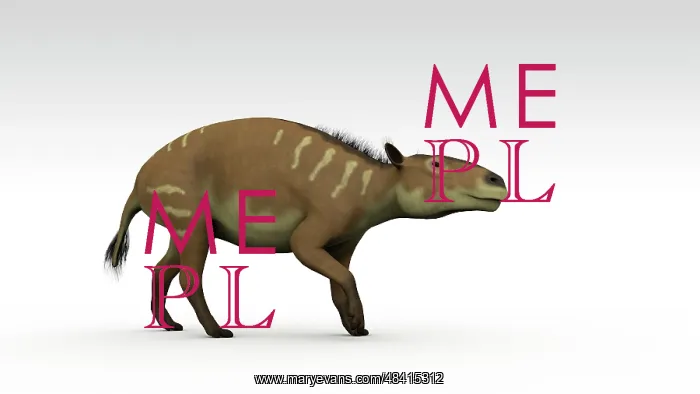 : Eurohippus, an extinct genus of equid ungulate, white ? : Eurohippus, an extinct genus of equid ungulate, white ?