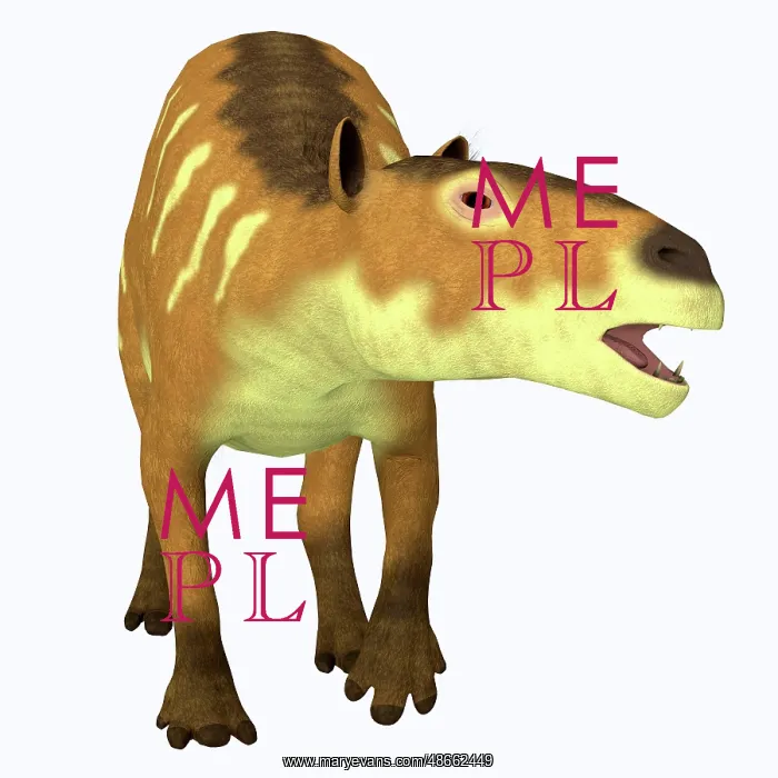 : Eurohippus horse, front view : Eurohippus horse, front view