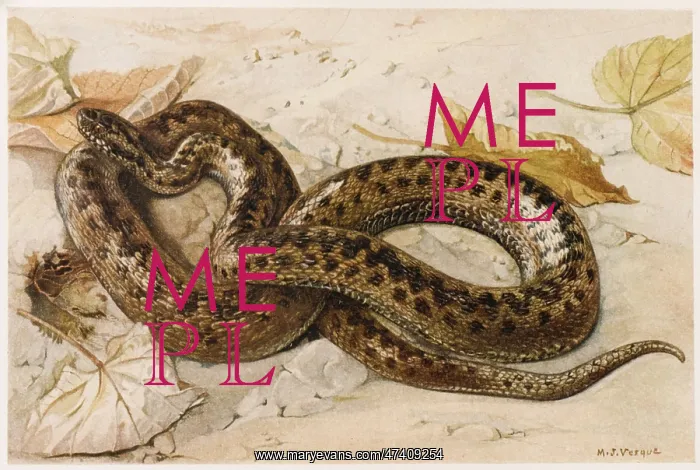 : EUROPEAN ADDER : EUROPEAN ADDER