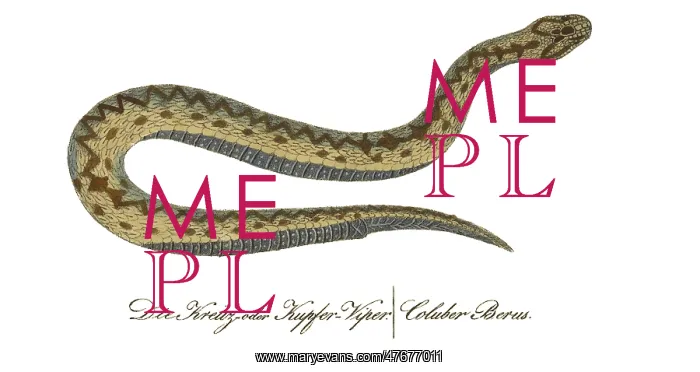 : European Adder : European Adder
