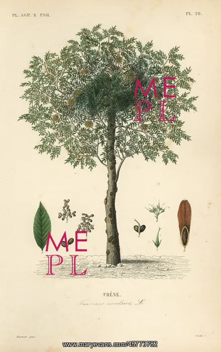 : European ash tree, Fraxinus excelsior : European ash tree, Fraxinus excelsior