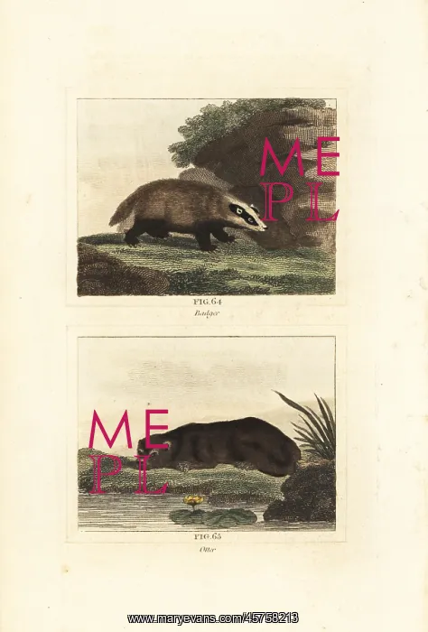 : European badger and Eurasian otter : European badger and Eurasian otter