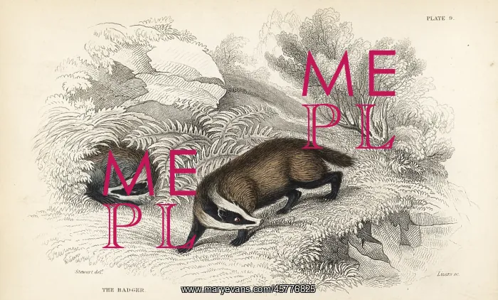 : European badger, Meles meles : European badger, Meles meles