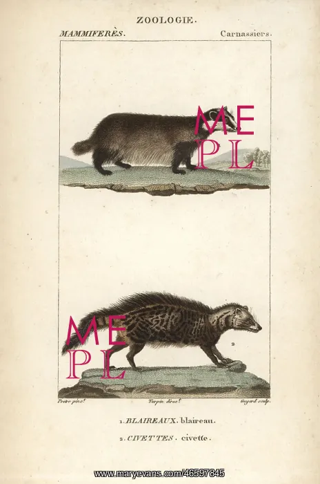 : European badger, Meles meles, and civet, Civettictis civetta : European badger, Meles meles, and civet, Civettictis civetta
