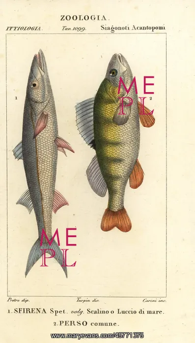 : European barracuda and perch : European barracuda and perch