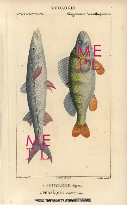 : European barracuda or spit fish, Sphyraena : European barracuda or spit fish, Sphyraena
