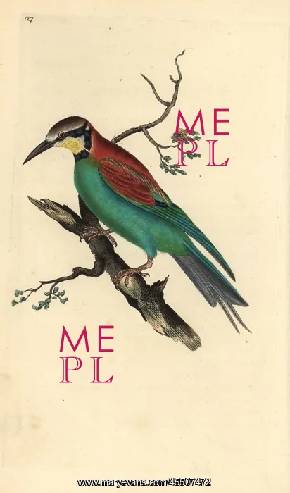 : European bee-eater, Merops apiaster : European bee-eater, Merops apiaster