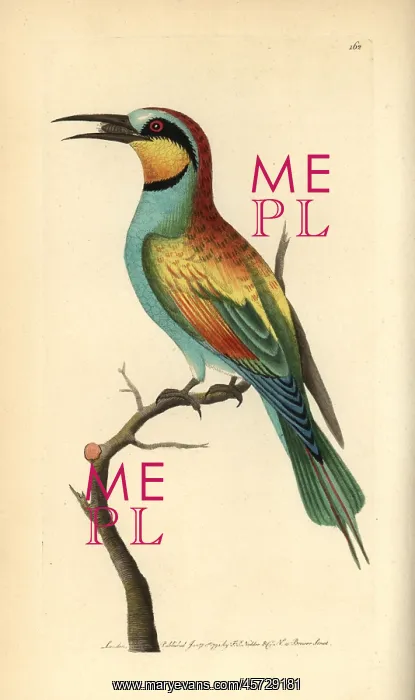 : European bee-eater, Merops apiaster : European bee-eater, Merops apiaster