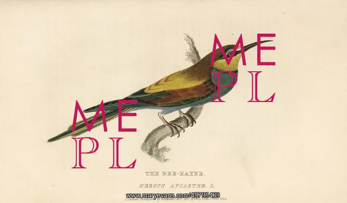 : European bee-eater, Merops apiaster : European bee-eater, Merops apiaster