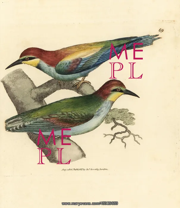 : European bee-eater, Merops apiaster : European bee-eater, Merops apiaster