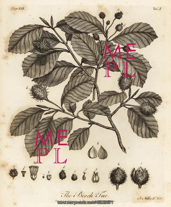 : European beech or common beech, Fagus sylvatica : European beech or common beech, Fagus sylvatica