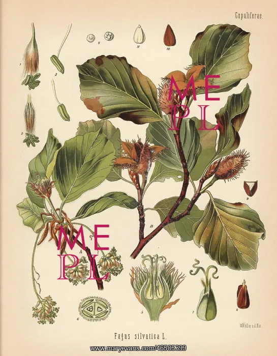 : European beech tree, Fagus sylvatica : European beech tree, Fagus sylvatica