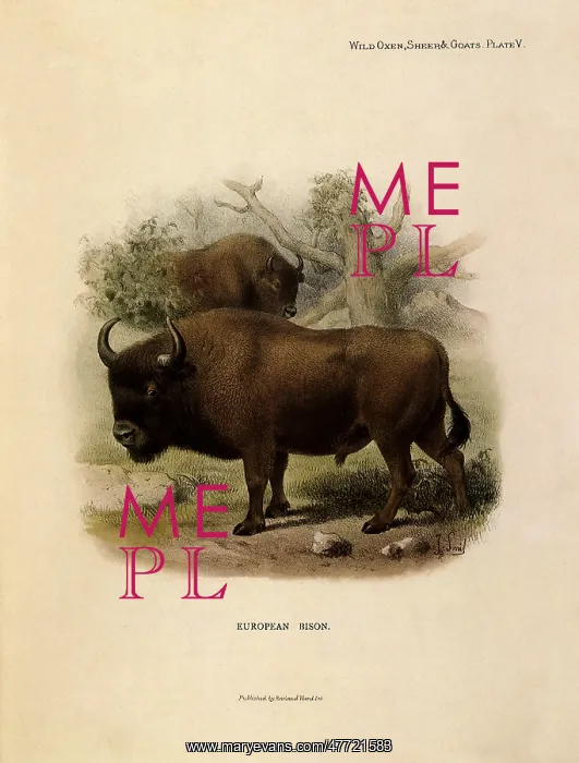 : European Bison, Bison bonasus