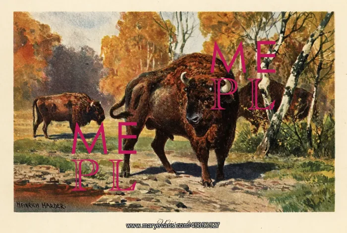 : European bison or zubr in a forest clearing : European bison or zubr in a forest clearing