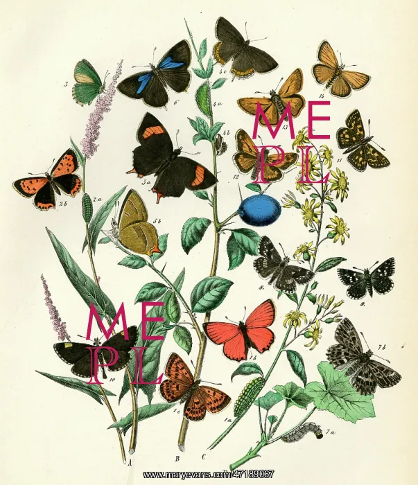 : EUROPEAN BUTTERFLIES : EUROPEAN BUTTERFLIES