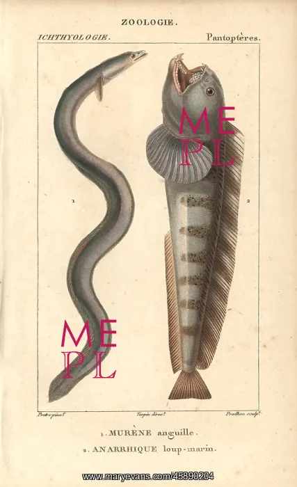 : European eel, Anguilla anguilla, critically : European eel, Anguilla anguilla, critically