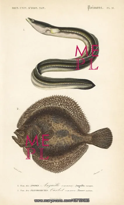 : European eel, critically endangered, and turbot : European eel, critically endangered, and turbot