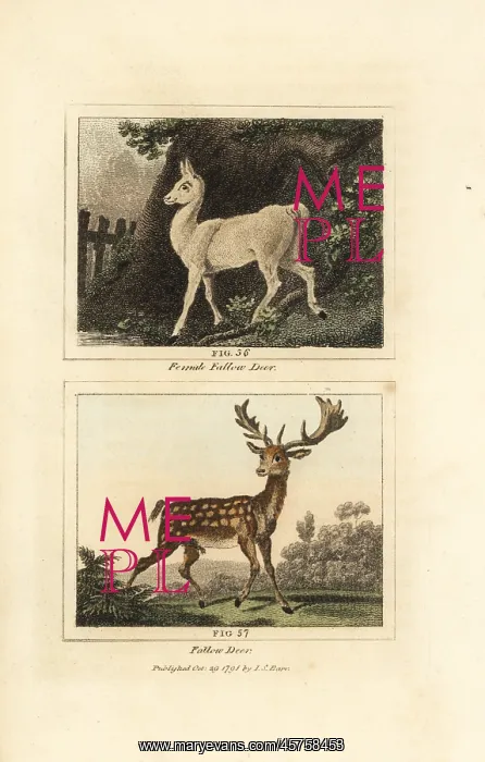 : European fallow deer, Dama dama : European fallow deer, Dama dama
