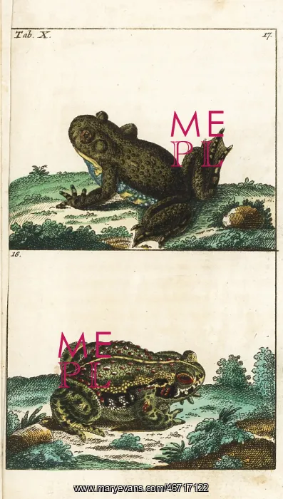 : European fire-bellied toad and natterjack toad : European fire-bellied toad and natterjack toad