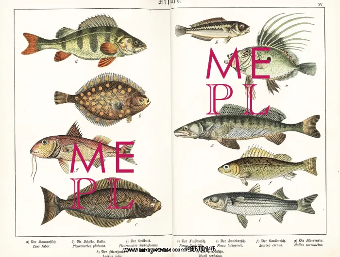 : European fish species : European fish species