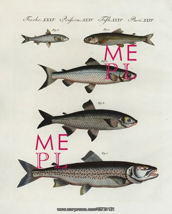 : European freshwater fish : European freshwater fish