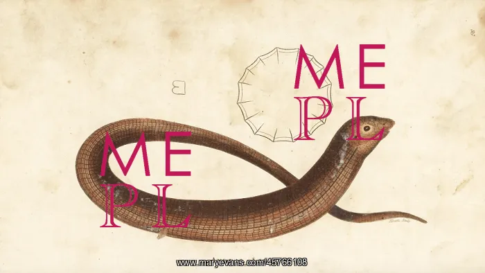 : European glass lizard, Pseudopus apodus : European glass lizard, Pseudopus apodus