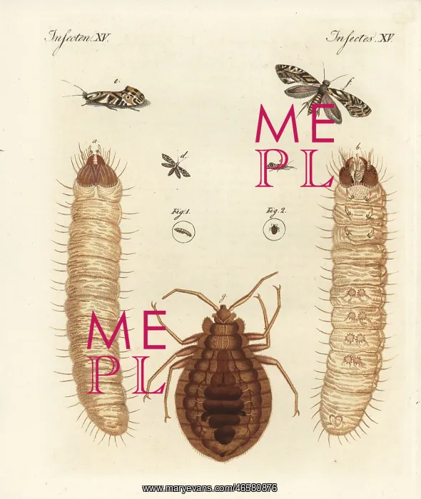 : European grain moth and common bed bug : European grain moth and common bed bug